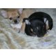 Chihuahua kurzhaariger Schlag - Rüde