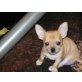 Chihuahua kurzhaariger Schlag - Rüde