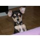 Chihuahua kurzhaariger Schlag - Rüde