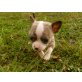 Chihuahua kurzhaariger Schlag - Rüde