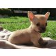 Chihuahua kurzhaariger Schlag - Rüde