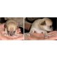 Chihuahua kurzhaariger Schlag - Rüde