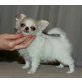 Chihuahua kurzhaariger Schlag - Rüde