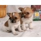Chihuahua kurzhaariger Schlag - Rüde
