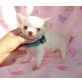 Chihuahua kurzhaariger Schlag - Rüde