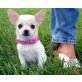 Chihuahua kurzhaariger Schlag - Rüde