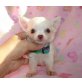 Chihuahua kurzhaariger Schlag - Rüde