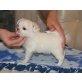 Chihuahua kurzhaariger Schlag - Rüde