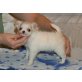 Chihuahua kurzhaariger Schlag - Rüde
