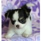 Chihuahua kurzhaariger Schlag - Rüde