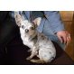 Chihuahua kurzhaariger Schlag - Rüde