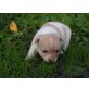 Chihuahua kurzhaariger Schlag - Rüde