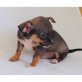Chihuahua kurzhaariger Schlag - Rüde