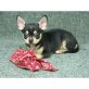 Chihuahua kurzhaariger Schlag - Rüde