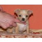 Chihuahua kurzhaariger Schlag - Rüde