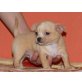 Chihuahua kurzhaariger Schlag - Rüde