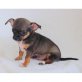 Chihuahua kurzhaariger Schlag - Rüde