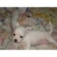 Chihuahua kurzhaariger Schlag - Rüde