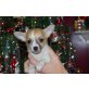 Chihuahua kurzhaariger Schlag - Rüde