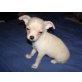 Chihuahua kurzhaariger Schlag - Rüde