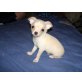Chihuahua kurzhaariger Schlag - Rüde