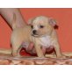 Chihuahua kurzhaariger Schlag - Rüde