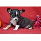 Chihuahua kurzhaariger Schlag - Rüde