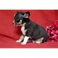 Chihuahua kurzhaariger Schlag - Rüde