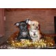 Chihuahua kurzhaariger Schlag - Rüde