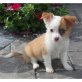 Chihuahua kurzhaariger Schlag - Rüde