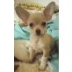 Chihuahua kurzhaariger Schlag - Rüde