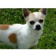 Chihuahua kurzhaariger Schlag - Rüde