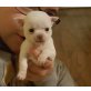 Chihuahua kurzhaariger Schlag - Rüde