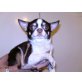Chihuahua kurzhaariger Schlag - Rüde