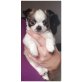 Chihuahua kurzhaariger Schlag - Rüde