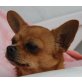 Chihuahua kurzhaariger Schlag - Rüde