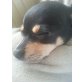 Chihuahua kurzhaariger Schlag - Rüde