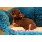 Chihuahua kurzhaariger Schlag - Rüde