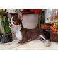 Chihuahua kurzhaariger Schlag - Rüde