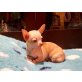 Chihuahua kurzhaariger Schlag - Rüde