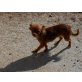 Chihuahua kurzhaariger Schlag - Rüde