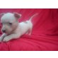 Chihuahua kurzhaariger Schlag - Rüde