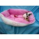 Chihuahua kurzhaariger Schlag - Rüde
