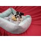 Chihuahua kurzhaariger Schlag - Rüde