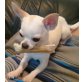 Chihuahua kurzhaariger Schlag - Rüde