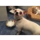 Chihuahua kurzhaariger Schlag - Rüde