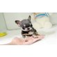 Chihuahua kurzhaariger Schlag - Rüde