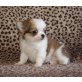 Chihuahua kurzhaariger Schlag - Rüde