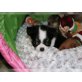 Chihuahua kurzhaariger Schlag - Rüde