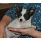 Chihuahua kurzhaariger Schlag - Rüde